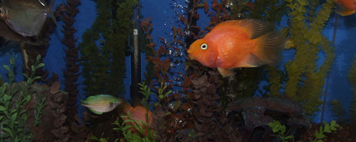 Fish Tank Cleaner: Aquarium Maintenance & Cleaning